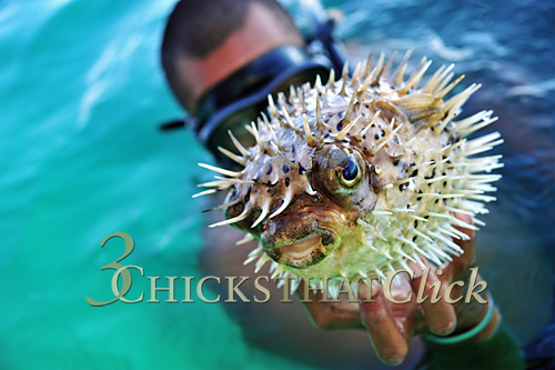 Blowfish, La Paz, Mexico