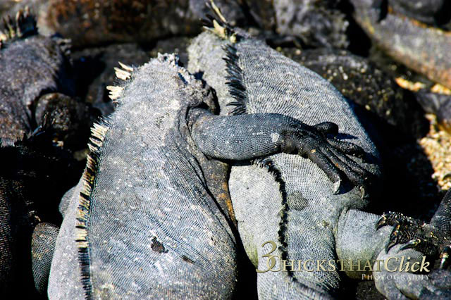 Marine Iguana Friends, Galapagos Islands