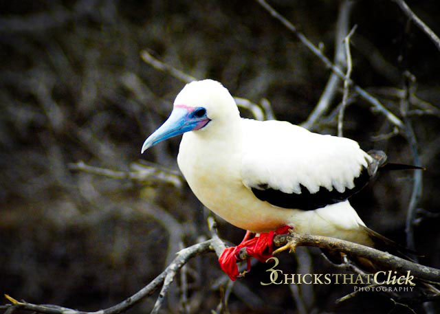 Red Footed Booby, Galapagos Islands
