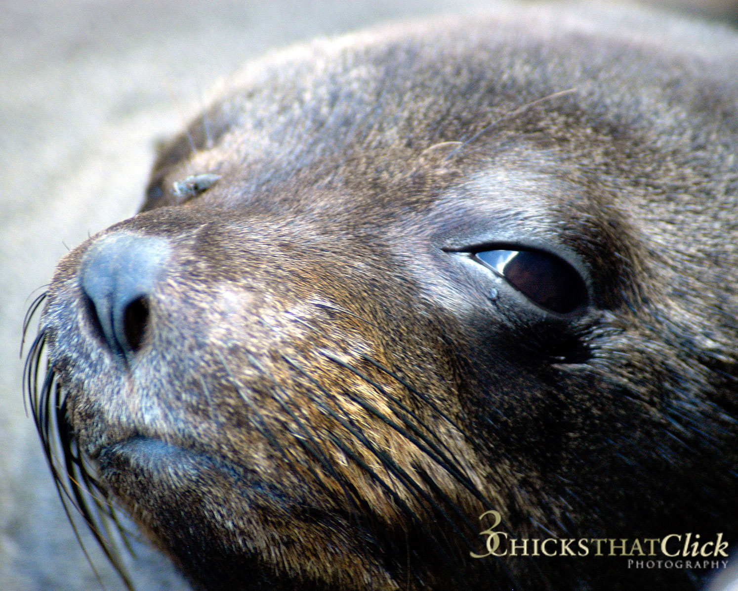 Sea Lion Closeup, Galapagos Islands